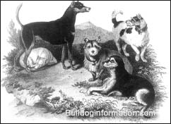 ancestors of our modern Terriers