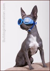 Blue Chihuahua