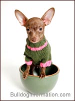 Chihuahua in bowl