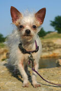Chihuahua-terrier mix