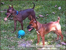 Coated and Hairless American Hairless Terrier