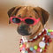 Designer dogs