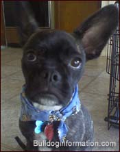 French Pug