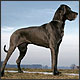 Giant dog breeds