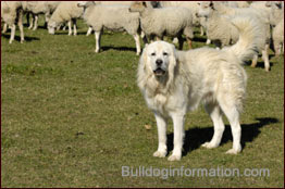 tatra mountain sheepdog