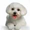 Hypoallergenic dogs