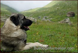 Anatolian Shepherd Dog (Kangal Dog, Karabash)