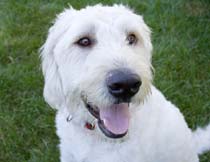 Labradoodle puppy