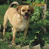 Puggles Calendar 2008