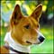 Rare dog breeds