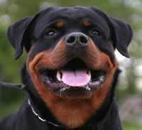 Rottweiler head study