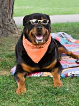 Rottweiler with bandana Clearance