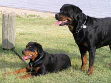 Adult male Rottweiler and female rottweiler pup
