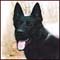 Shepherd dogs and Wolf-like dogs