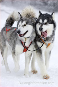 sled dogs