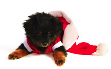 Yorkipoo